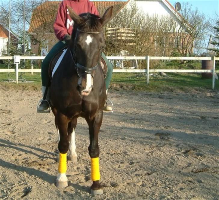 Anden særlig race Josefine billede 9