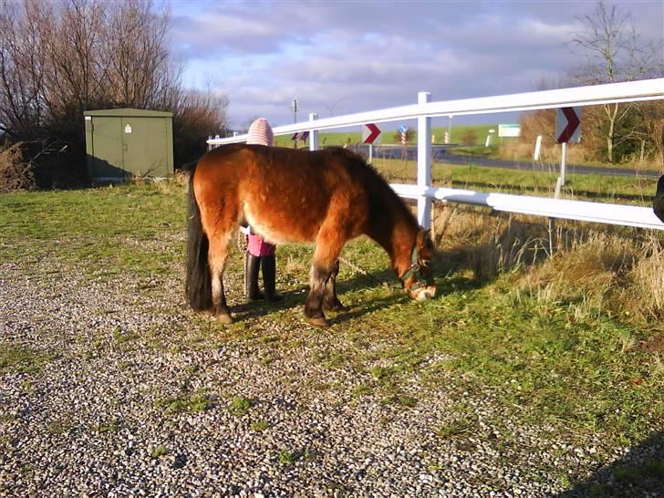 Shetlænder Felix (solgt) billede 17