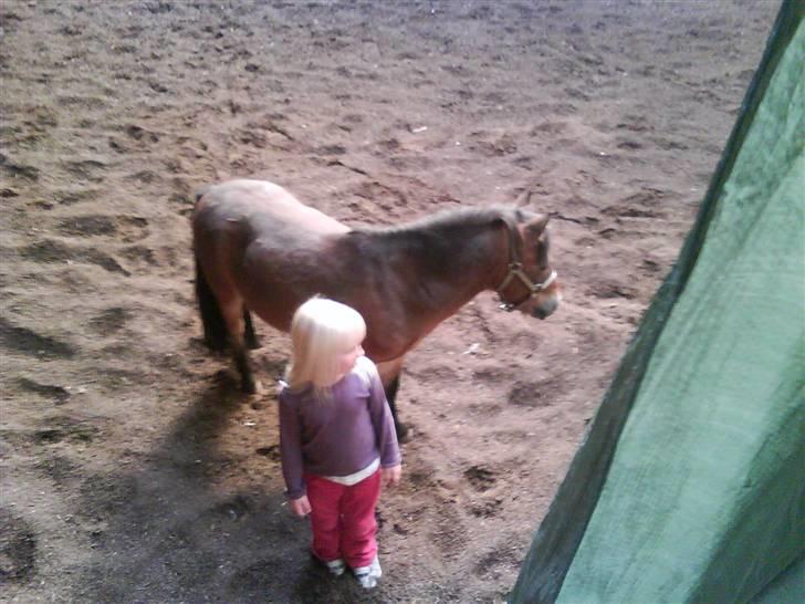 Shetlænder Felix (solgt) billede 18
