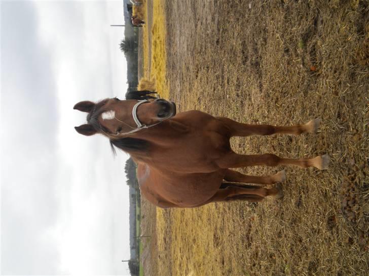 Anden særlig race flash/fersken solgt - her er fersken to dage før hun lev hentet billede 16