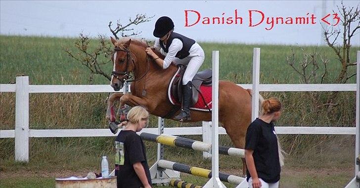 New Forest Danish Dynamit (Kalle) Til Saalg - Spring 1. plads med hold ;p billede 11