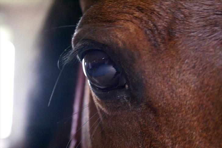 Anden særlig race Medoris  - Smukke øje <3 Foto: Amalie  billede 16