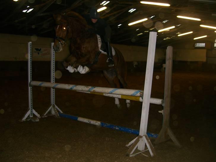 New Forest kantjes raimon - min super dejlige pony der bare springer som en engel selvom han ikke har sprunget i omkring 3-4 mdr! :O  billede 14