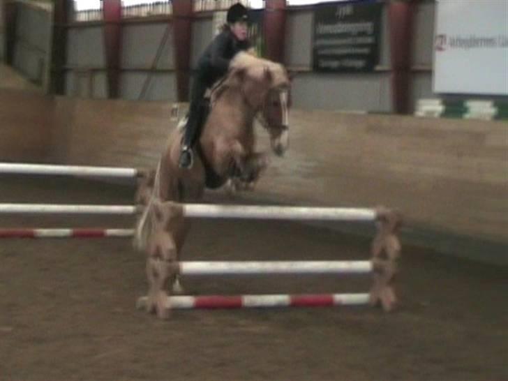 New Forest Danish Dynamit (Kalle) Til Saalg -  da jeg var ude at prøve ham<3333333 billede 17