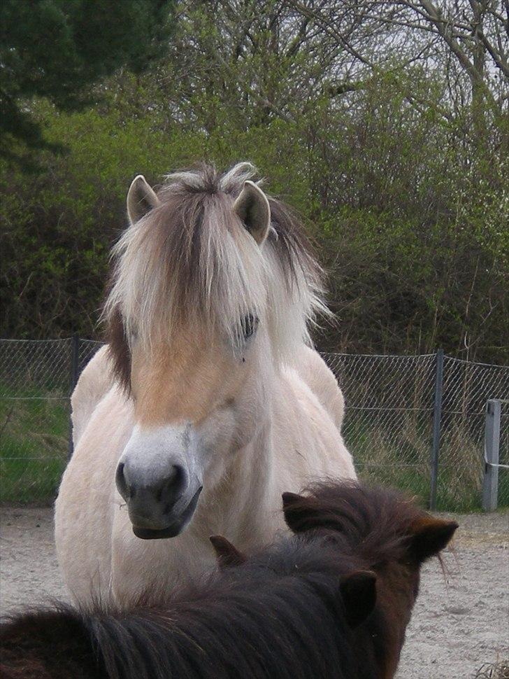 Fjordhest Toftegaardens Maja :)  - smukke pony <3 billede 9