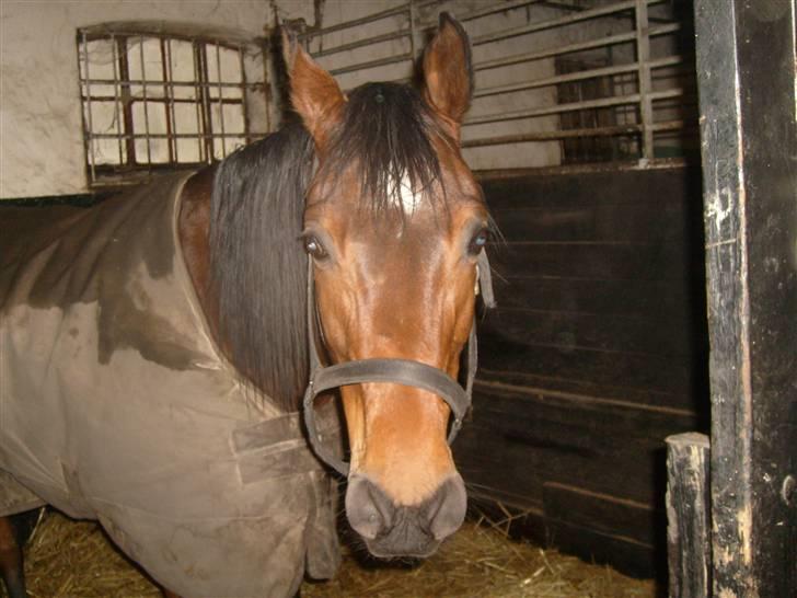 Arabisk fuldblod (OX) Gevinst.. Gammel part - "Heiii" Siger Gevinst xD billede 16