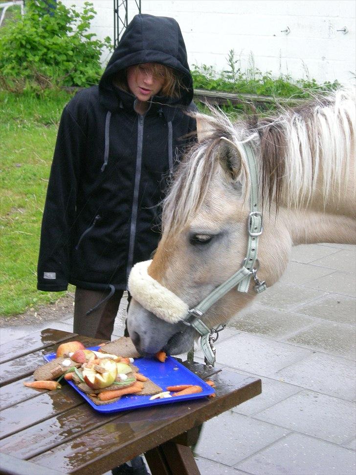 Fjordhest Toftegaardens Maja :)  - Nåårh :D Mullers fødselsdag :) <3 billede 11
