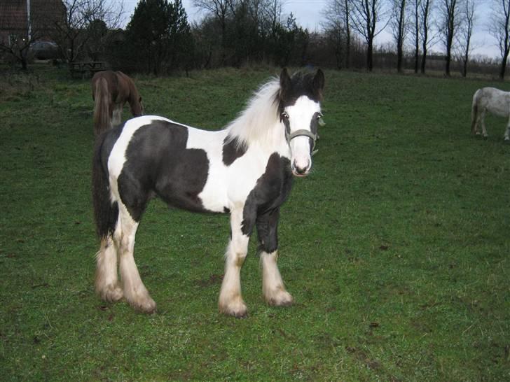Irish Cob Viggo Hiiri Solgt. - 15/12... 2009 billede 16