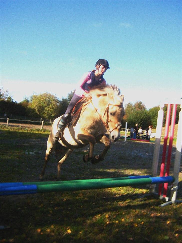 Fjordhest Toftegaardens Maja :)  - Spring pony :D <3 billede 12