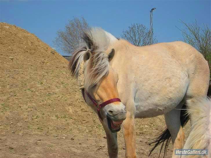 Fjordhest Toftegaardens Maja :)  - Gå væk Onslow xD haha <3 billede 14