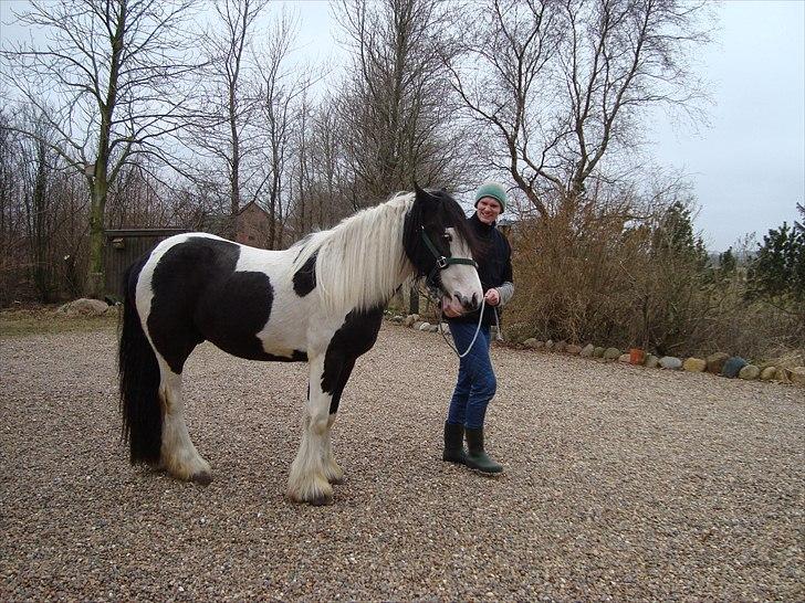 Irish Cob Viggo Hiiri Solgt. - CA. 1. APRIL 2011. billede 20