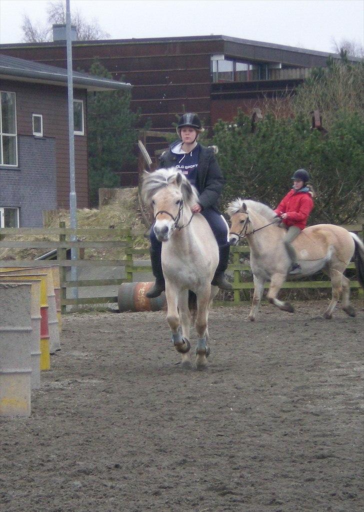 Fjordhest Toftegaardens Maja :)  - Ude og besøge Mullerpigen :) Galop. <3  billede 16