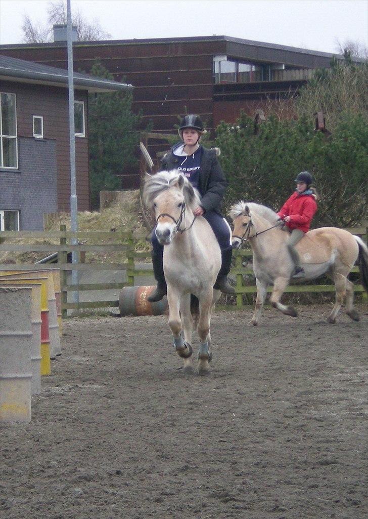 Fjordhest Toftegaardens Maja :)  - Ude og besøge Mullerpigen :) Galop. <3  billede 16