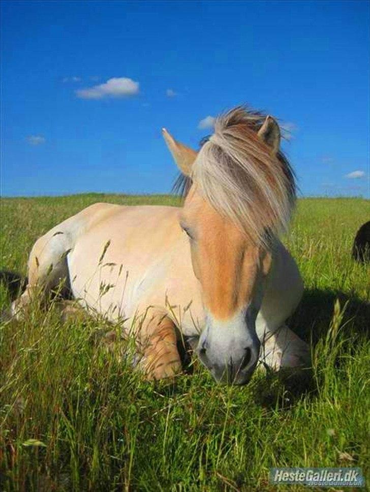 Fjordhest Toftegaardens Maja :)  - Nåårh smukke pony :D <3 billede 19