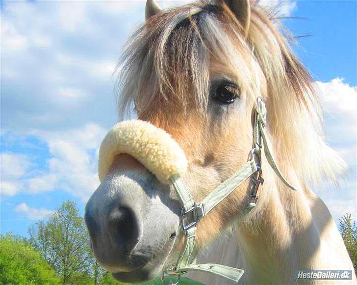 Fjordhest Toftegaardens Maja :)  - Smukke POny <3 :) billede 20