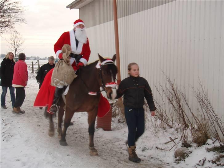 Anden særlig race Baron - Min far der er Julemand på Baron(: billede 5