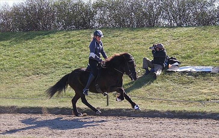 Islænder Tana fra Herthadalen - Galop til DSU Foto: Maria billede 2