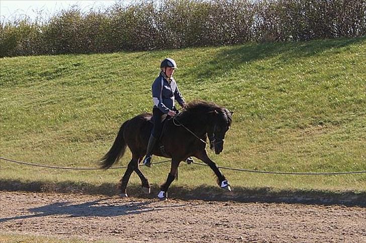 Islænder Tana fra Herthadalen - Mig bandana i trav til DSU(: kun beskyttelses klokker!Foto: Laura Hannover billede 4