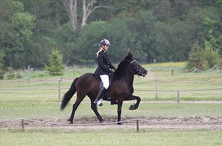 Islænder Tana fra Herthadalen - tana i arb. tölt til pinsestævnet, her fik vi 6-6,5 for den, hun går med 80 gr beskyttelses klokker. Foto: Caroline Storch billede 5