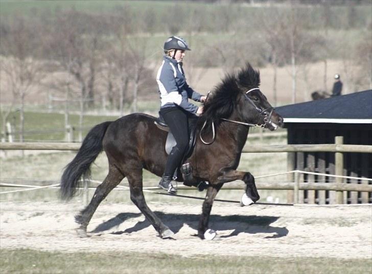 Islænder Tana fra Herthadalen -  Tana i Hurtig tölt, Beskyttelses klokker!Foto: Maria billede 6