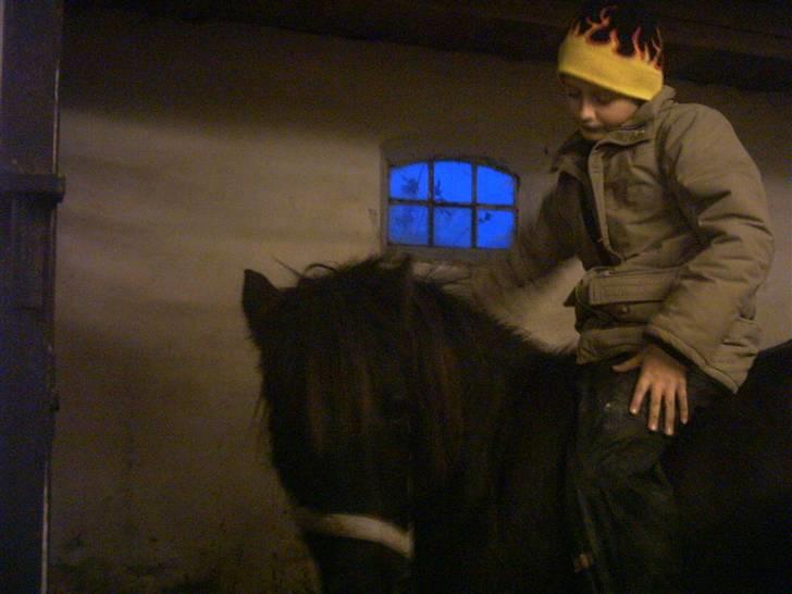 Anden særlig race Hopla billede 5