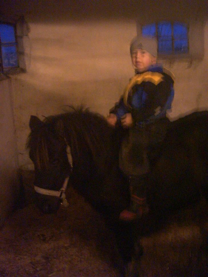 Anden særlig race Hopla billede 6