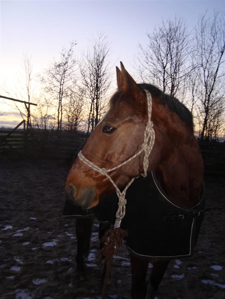 Anden særlig race Cassie :D billede 20