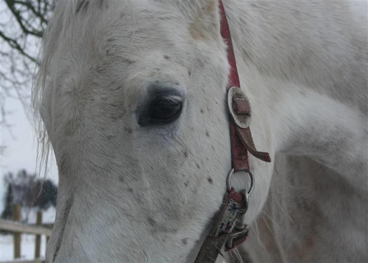 Arabisk fuldblod (OX) Kaheela el Dahab billede 16