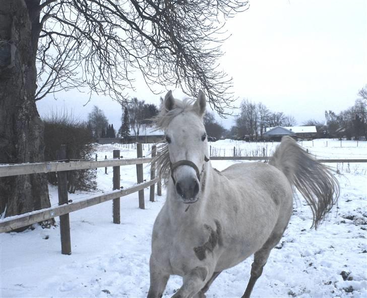 Arabisk fuldblod (OX) Kaheela el Dahab billede 17