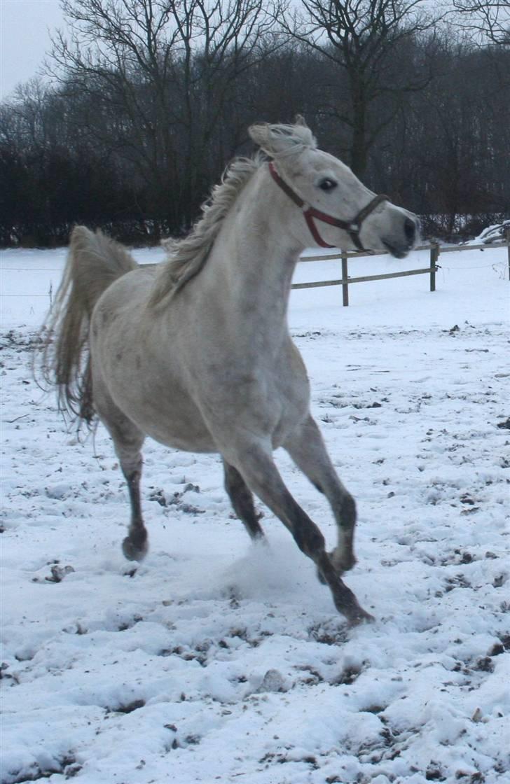 Arabisk fuldblod (OX) Kaheela el Dahab billede 18