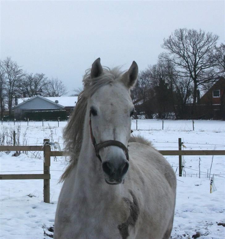 Arabisk fuldblod (OX) Kaheela el Dahab billede 19