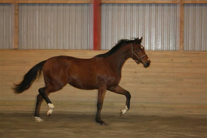 Dansk Varmblod Lundebakken's Vanessa billede 17