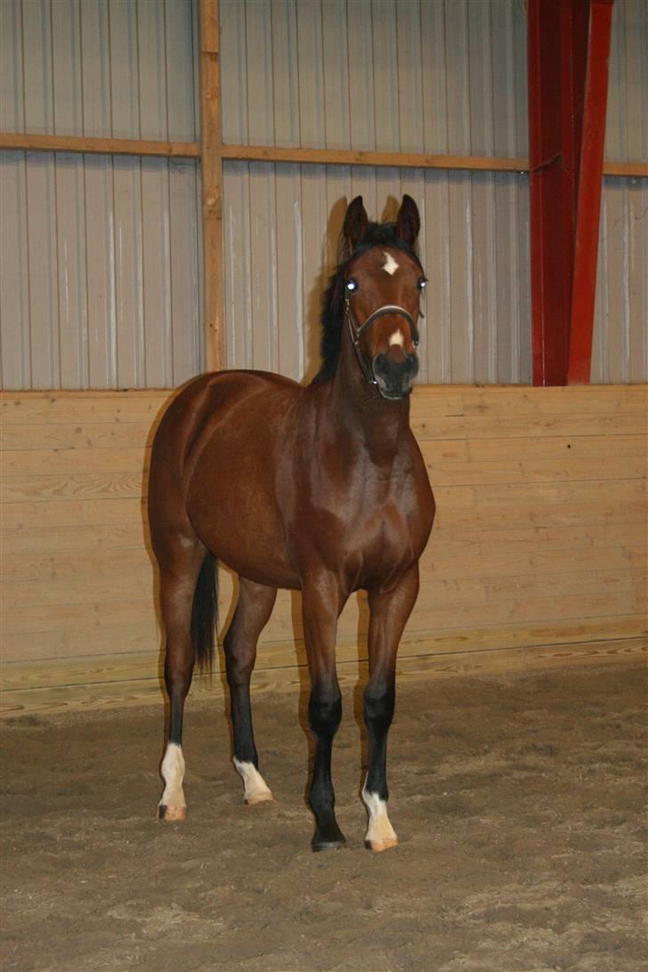 Dansk Varmblod Lundebakken's Vanessa billede 18