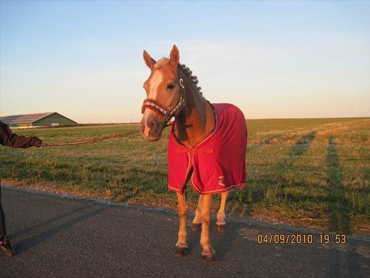 Haflinger Herkules*solgt&savnet* "2x KLUBMESTER 2010!" - (: billede 17