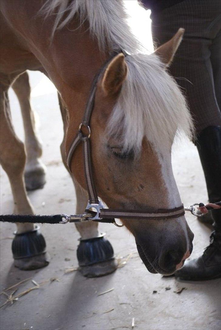 Haflinger Herkules*solgt&savnet* "2x KLUBMESTER 2010!" billede 18