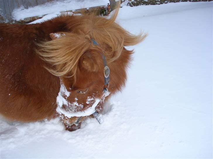 Shetlænder Mille - 1.velkommen til mille´s profil :D billede 1