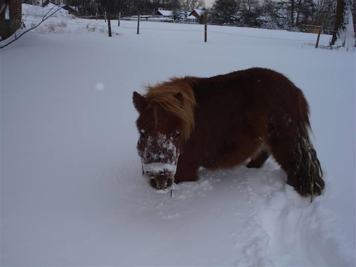 Shetlænder Mille - 2.lille mille i sneen billede 2