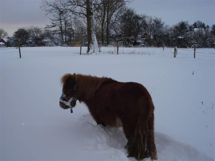 Shetlænder Mille - 3.mille kigger om der kommer i kat ud til henden billede 3
