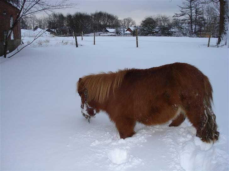 Shetlænder Mille - 4.det er hordet st gå i alt det sne ;D billede 4