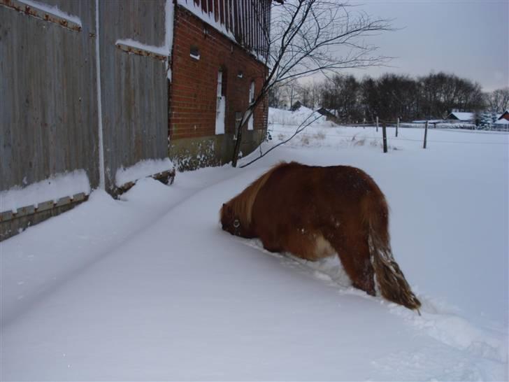 Shetlænder Mille - 5.hvad kan der være nede i alt det sne :*<3 billede 5