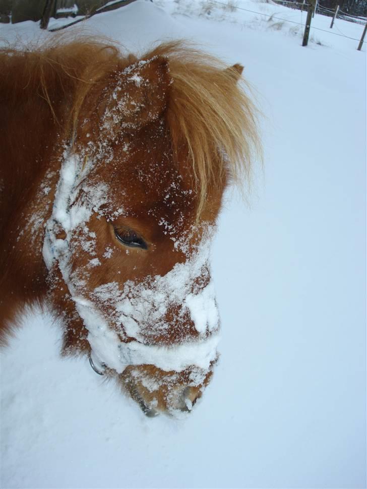 Shetlænder Mille - 6.mille´s hodve...! billede 6