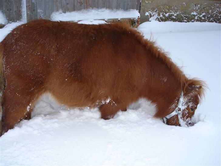 Shetlænder Mille - 7.græs mhhh ;) billede 7
