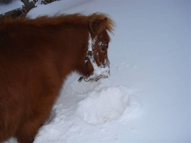 Shetlænder Mille - 8.mille har lavet et lille hul. billede 8