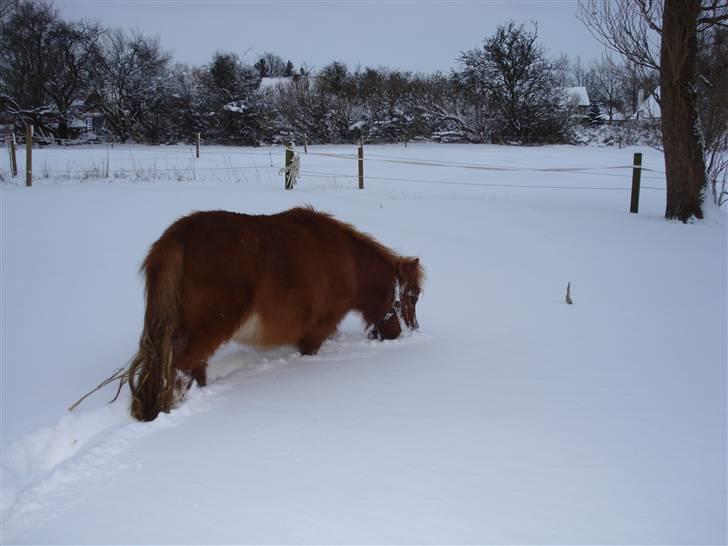 Shetlænder Mille - 9.hehe.. billede 9