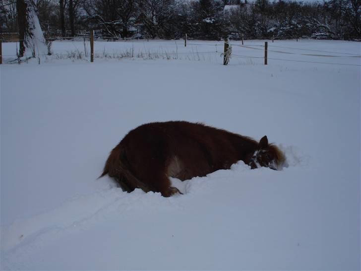 Shetlænder Mille - 10.ned og rulle i sneen (; billede 10