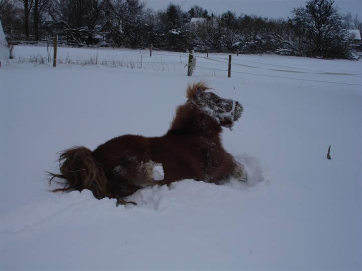 Shetlænder Mille - 11.hun kan ikke komme op igen :) billede 11