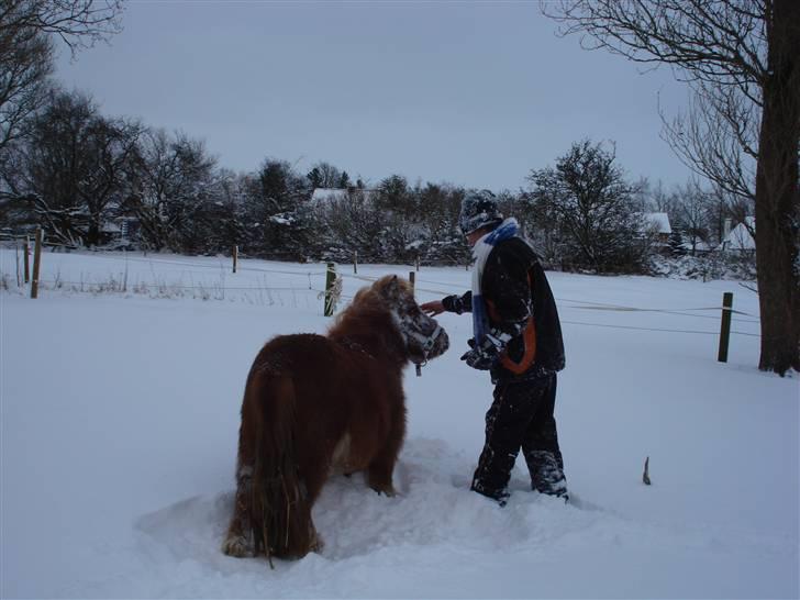 Shetlænder Mille - 12.mathias og mille...(: billede 12