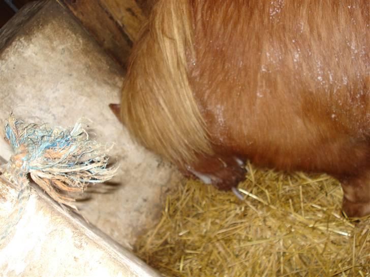 Shetlænder Mille - 13.mille i sin boks.<3 billede 13