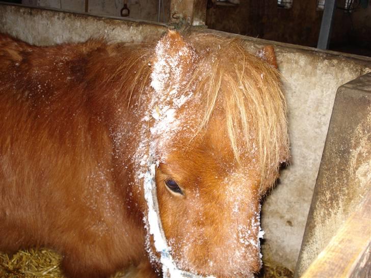 Shetlænder Mille - 14.tak fordi i vil kigge med i mille´s profil ;D<3 billede 14