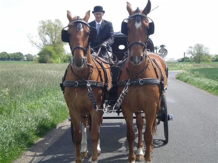 Frederiksborg Caletto Albæk - far der kører et bryllup med lupien og caletto. (th) billede 19